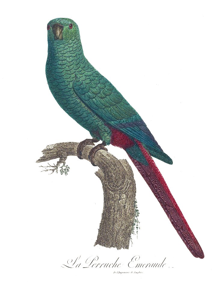 Levaillant Parrot 21