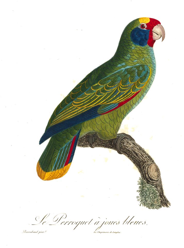 Levaillant Parrot 106