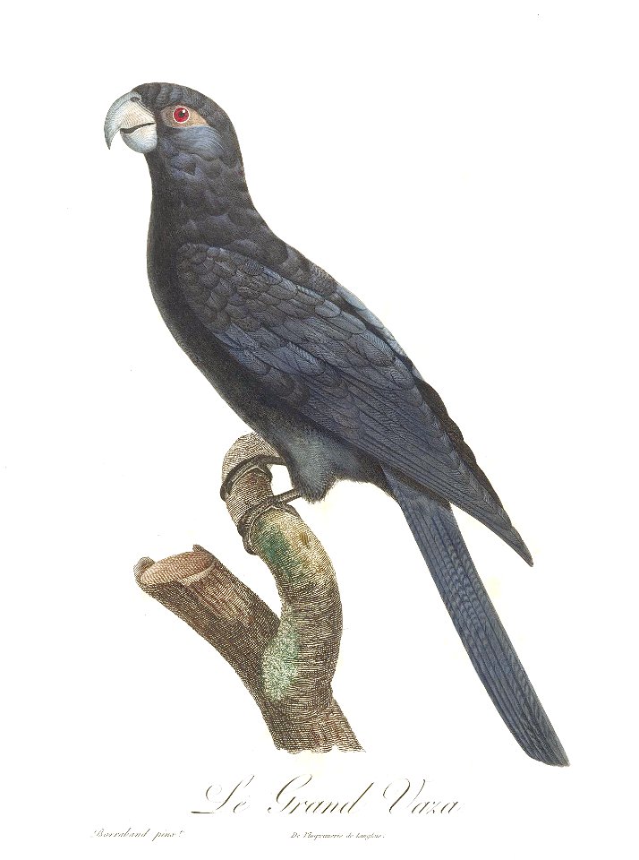 Levaillant Parrot 81