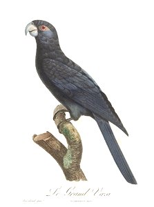 Levaillant Parrot 81