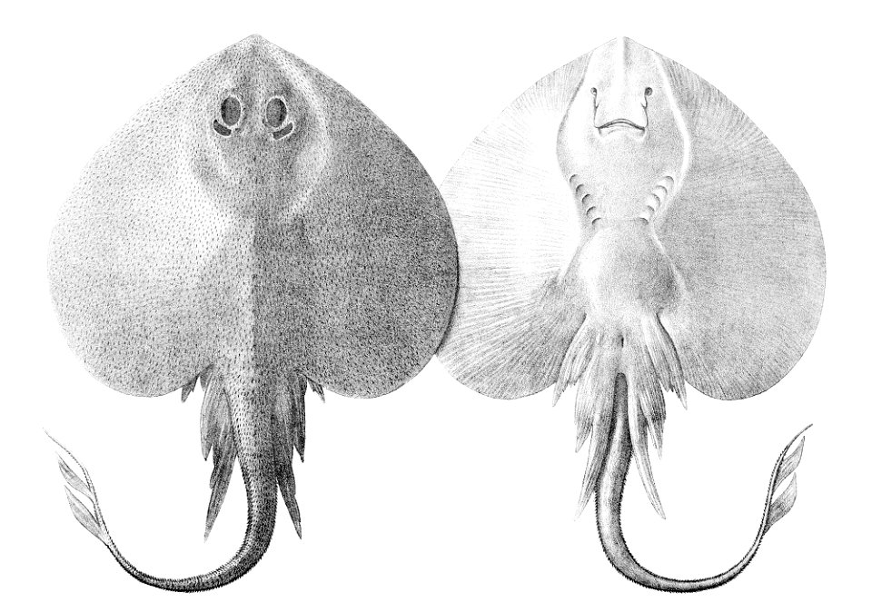 Leucoraja fullonica