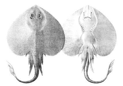Leucoraja fullonica