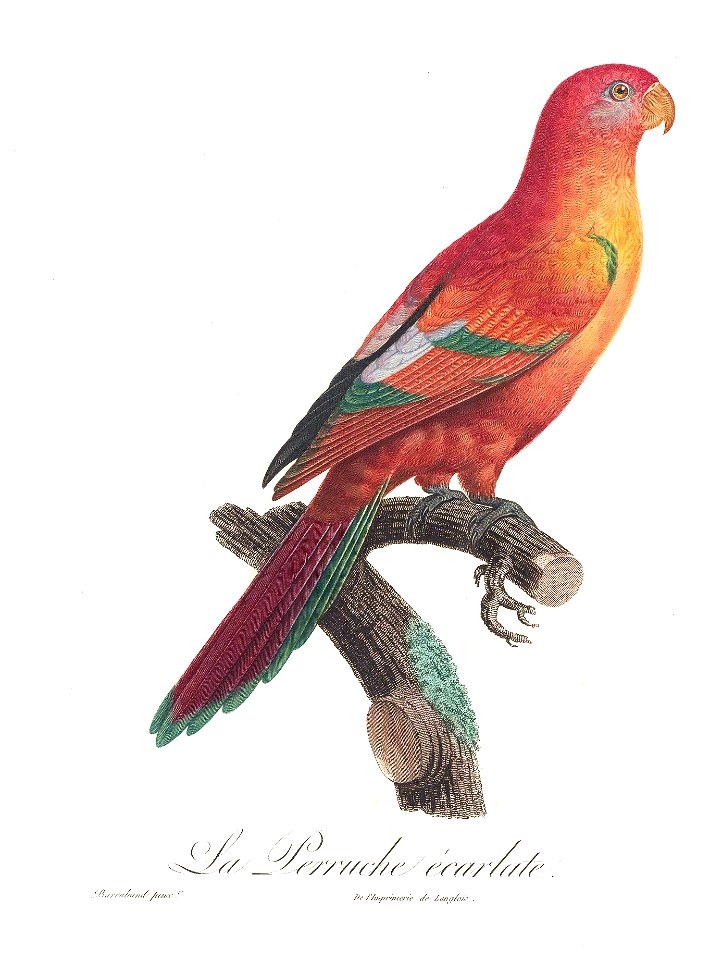 Levaillant Parrot 44