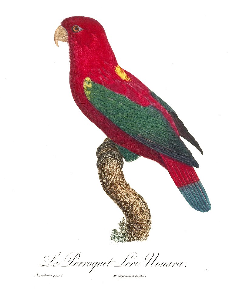 Levaillant Parrot 96