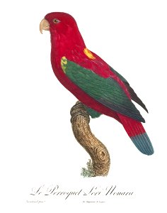 Levaillant Parrot 96