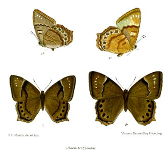 Lethe tristigmata 89 2