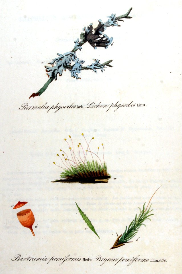 Lichen physodes — Flora Batava — Volume v11