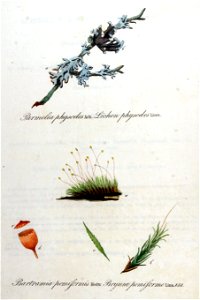 Lichen physodes — Flora Batava — Volume v11