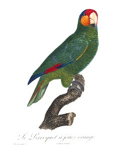 Levaillant Parrot 111
