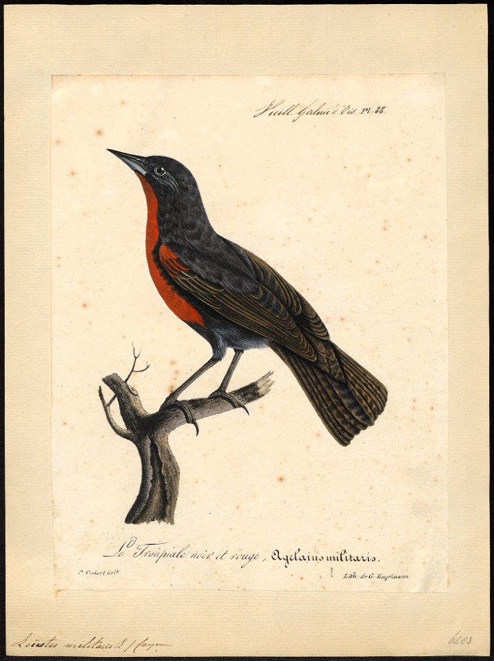 Leïstes militaris - 1825-1834 - Print - Iconographia Zoologica - Special Collections University of Amsterdam - UBA01 IZ15800259