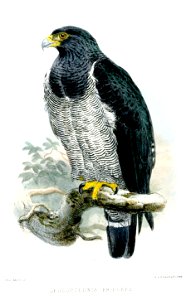 LeucopternisPrincepsWolf