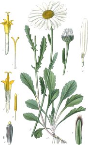 Leucanthemum vulgare (Masclef et al. 1891, Tome 2, planche 181) clean, no-description