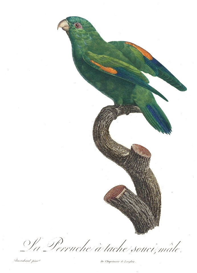 Levaillant Parrot 58