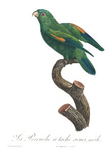 Levaillant Parrot 58