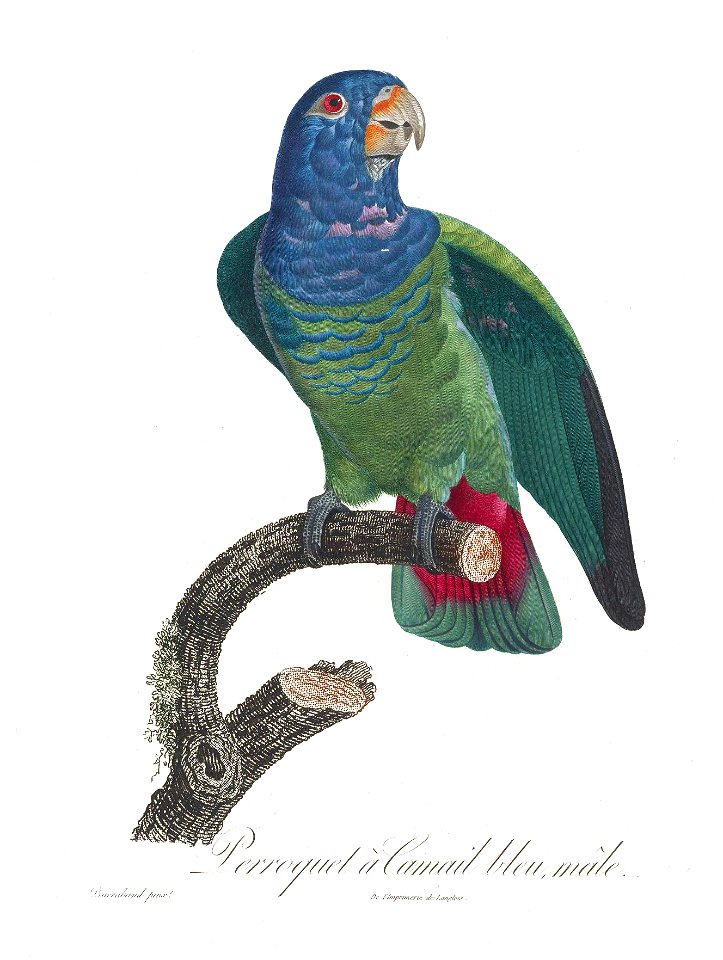 Levaillant Parrot 114