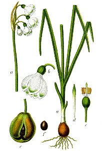 Leucojum aestivum Sturm48