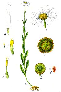 Leucanthemum sp Sturm50
