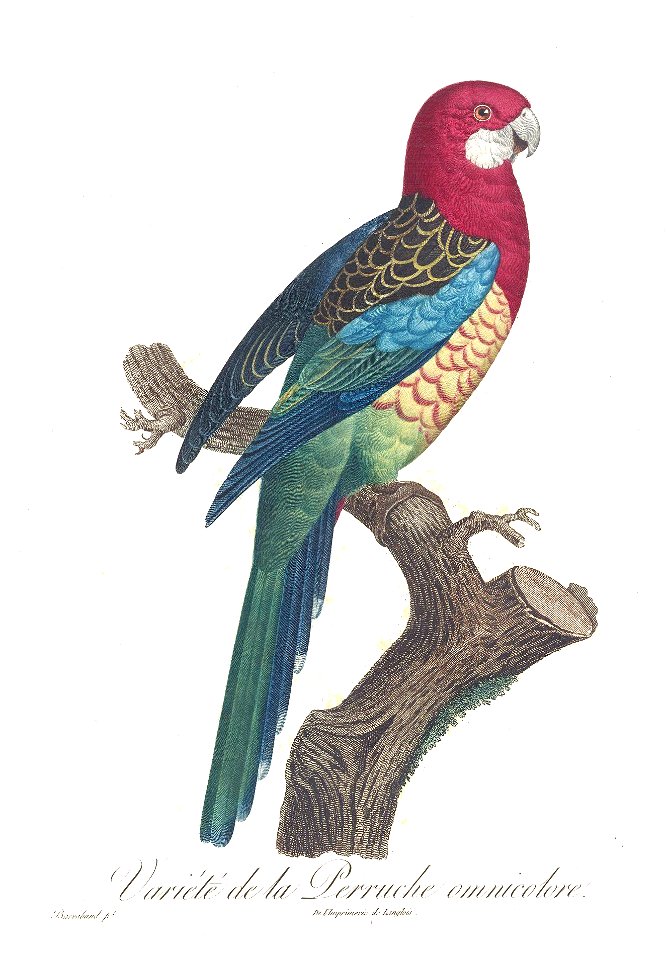 Levaillant Parrot 29