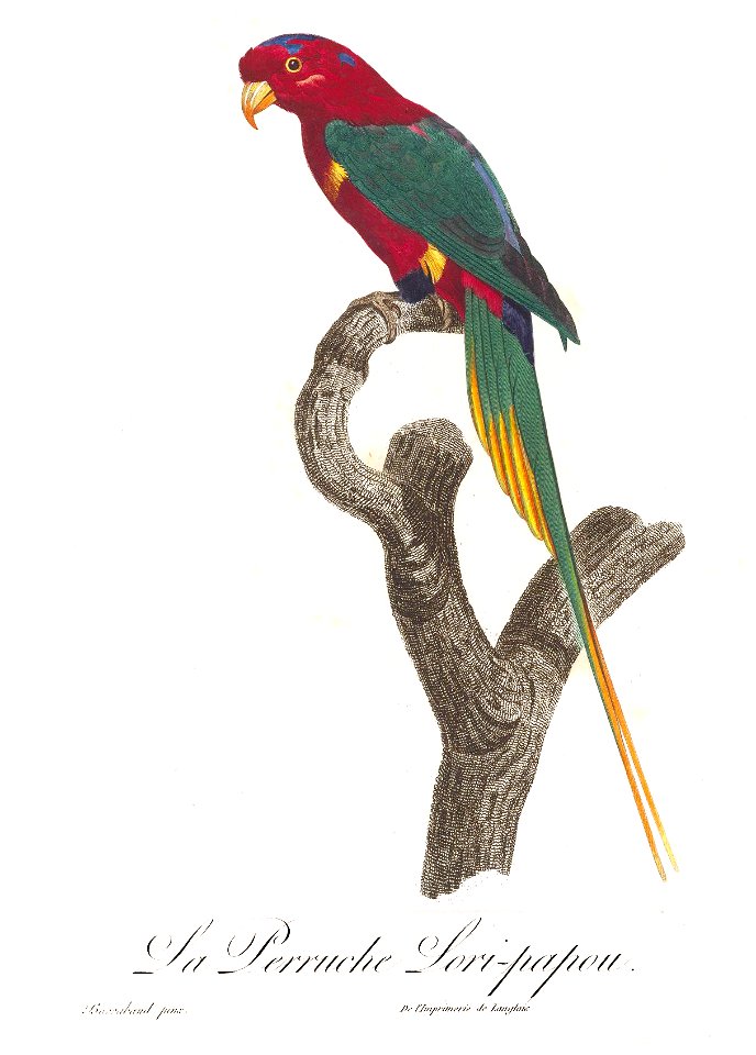 Levaillant Parrot 77