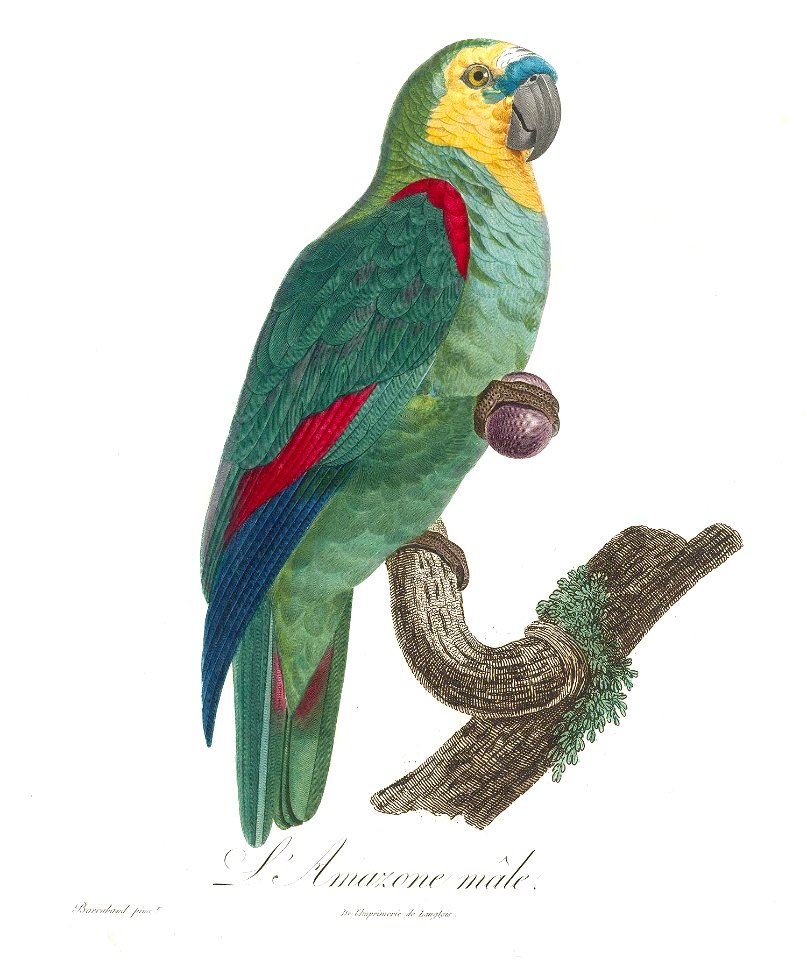 Levaillant Parrot 84