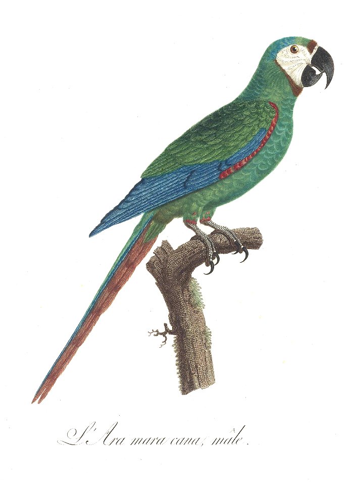 Levaillant Parrot 8