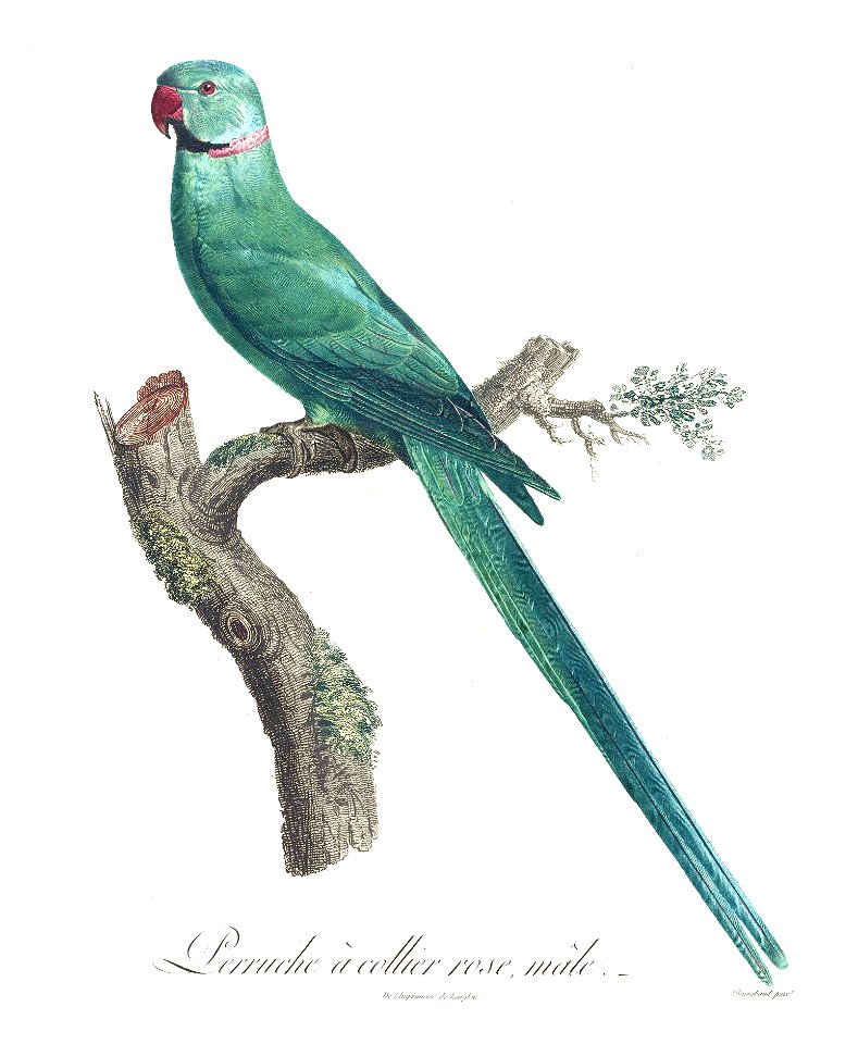 Levaillant Parrot 22