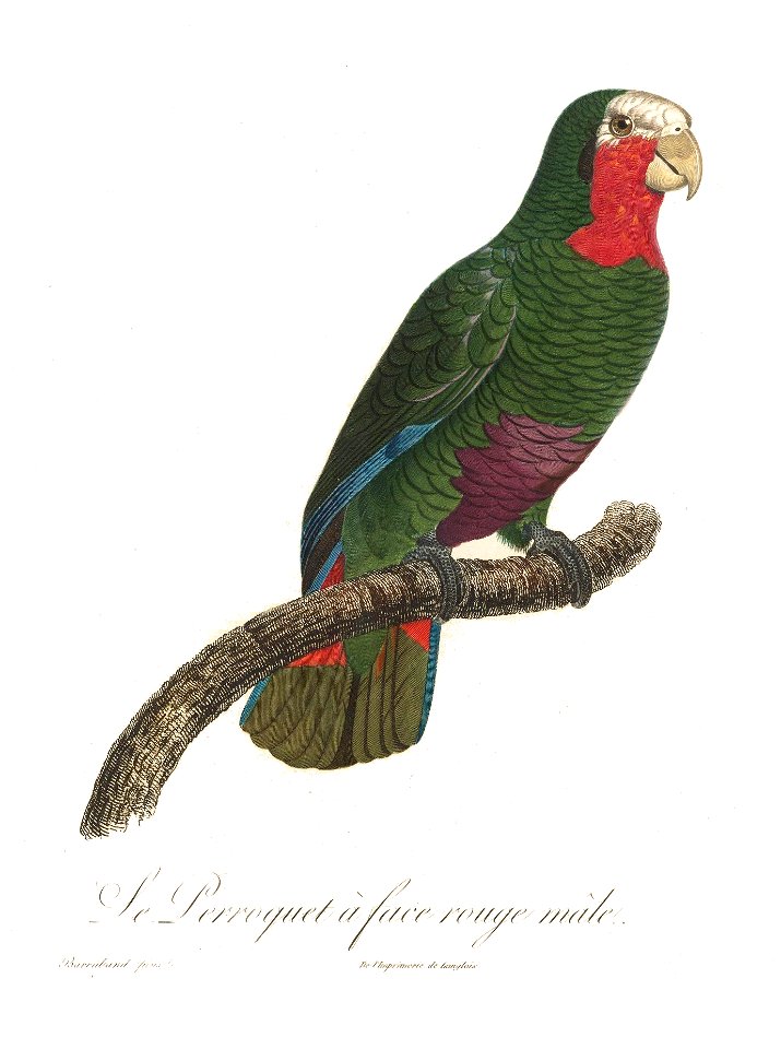 Levaillant Parrot 107