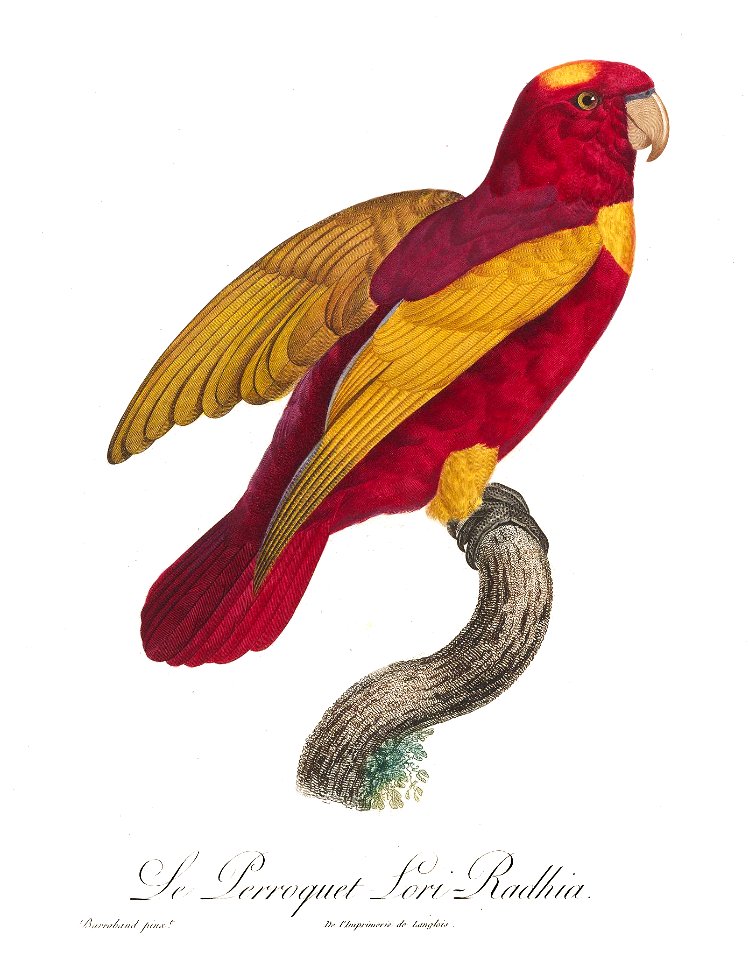 Levaillant Parrot 94