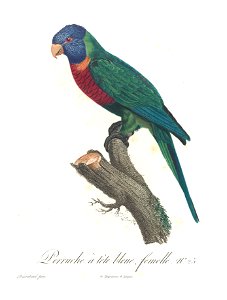 Levaillant Parrot 25