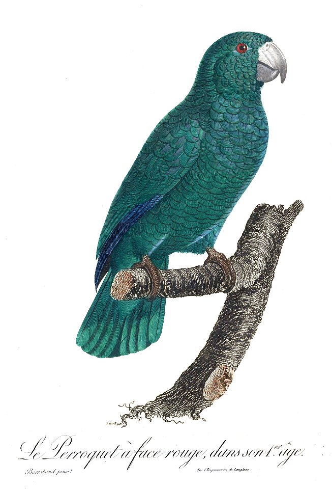 Levaillant Parrot 108a