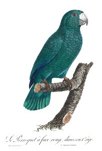 Levaillant Parrot 108a