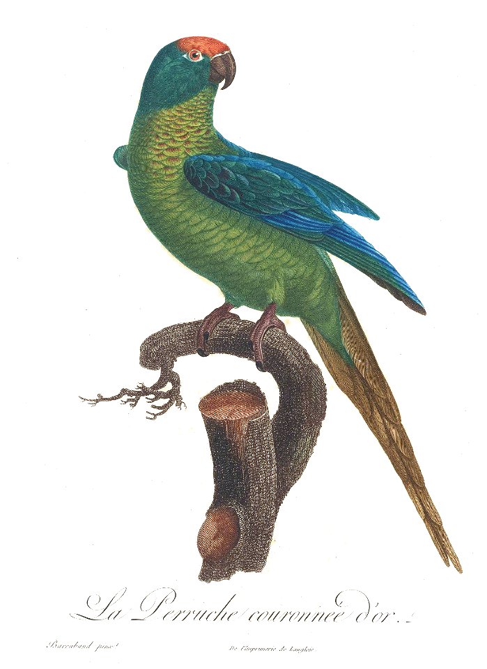 Levaillant Parrot 41