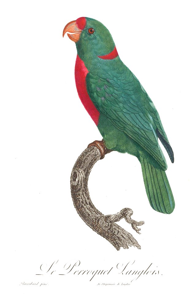 Levaillant Parrot 136