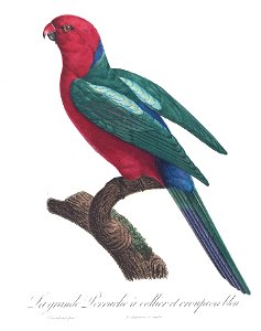 Levaillant Parrot 55