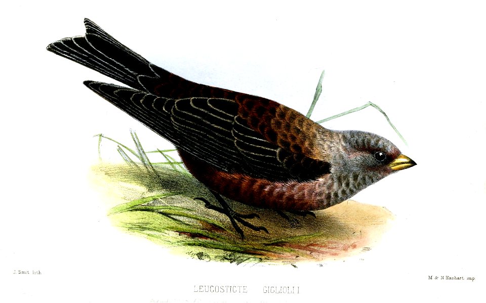 LeucosticteGiglioliiSmit