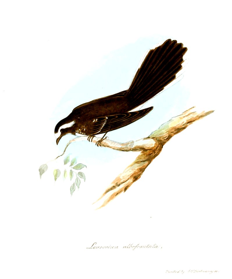 LeucocircaAlbofrontataJerdon