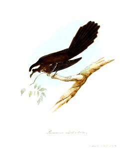 LeucocircaAlbofrontataJerdon