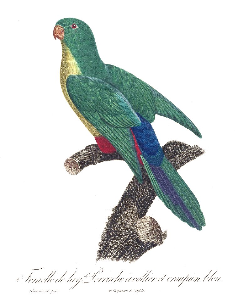 Levaillant Parrot 56