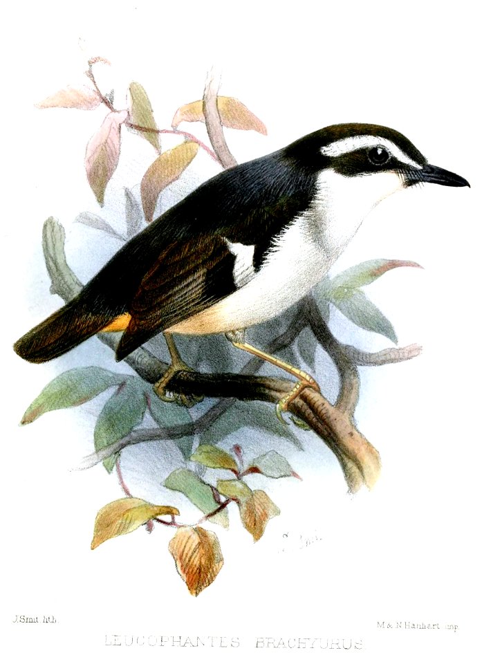 LeucophantesBrachyurusSmit