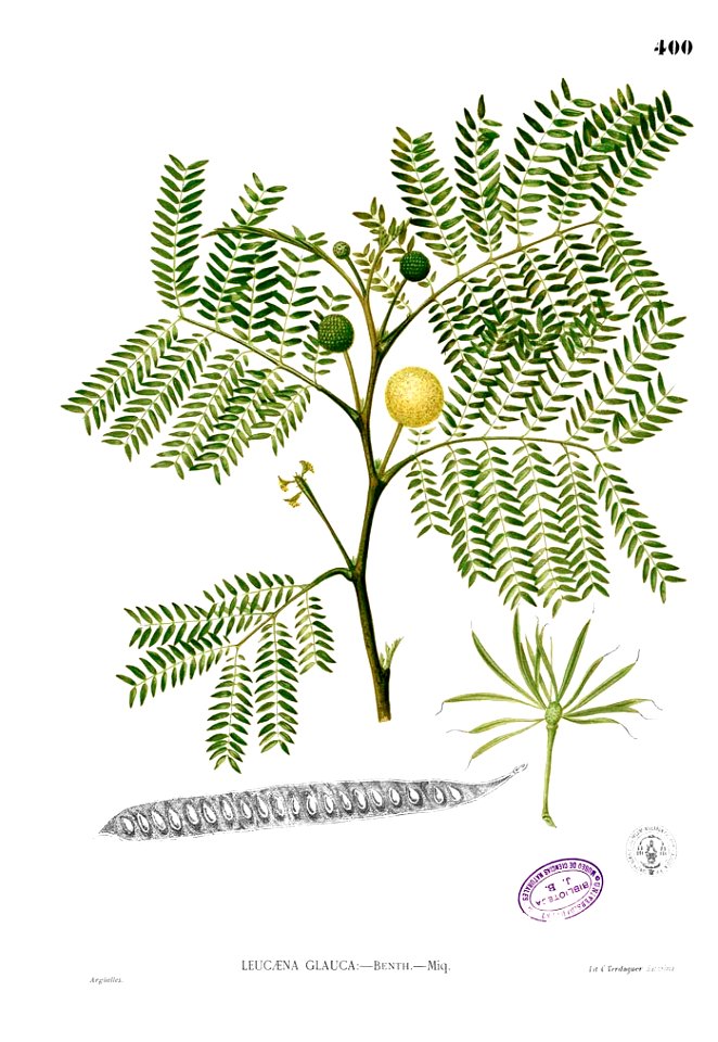 Leucaena leucocephala Blanco2.400