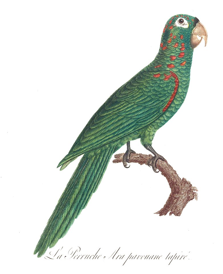 Levaillant Parrot 15