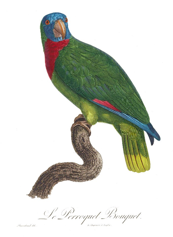 Levaillant Parrot 135