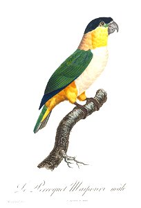 Levaillant Parrot 119