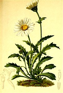 Leucanthemum alpinum Atlas Alpenflora