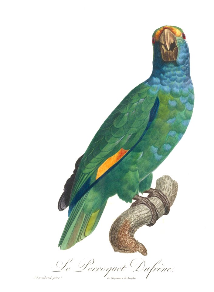 Levaillant Parrot 91