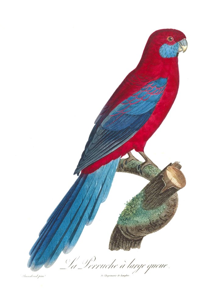 Levaillant Parrot 78