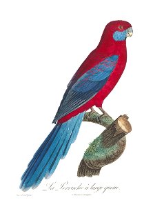 Levaillant Parrot 78