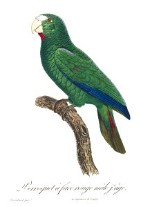 Levaillant Parrot 109
