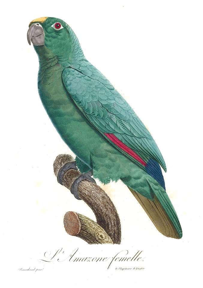 Levaillant Parrot 85