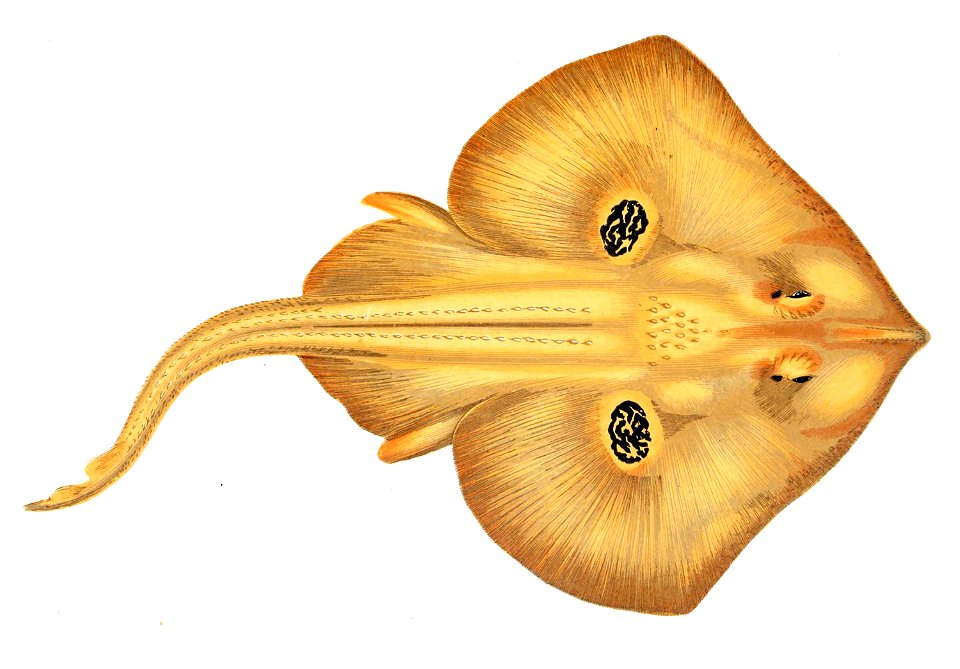 Leucoraja naevus Gervais (1877)